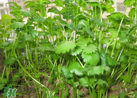 春天能種香菜嗎？香菜幾月份播種？