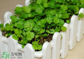 春天能種香菜嗎？香菜幾月份播種？