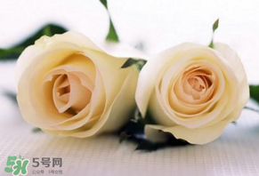 白色情人節(jié)送什么花？白色情人節(jié)送白玫瑰合適嗎？