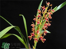 蘭花品種？蘭花有多少品種？