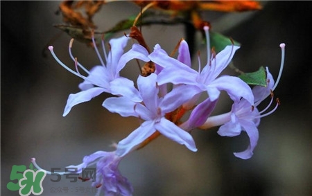 蘭花品種？蘭花有多少品種？