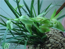 蘭花品種？蘭花有多少品種？