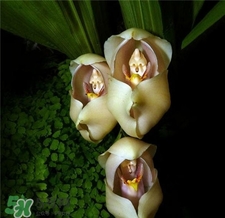 蘭花品種？蘭花有多少品種？