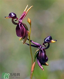 蘭花品種？蘭花有多少品種？