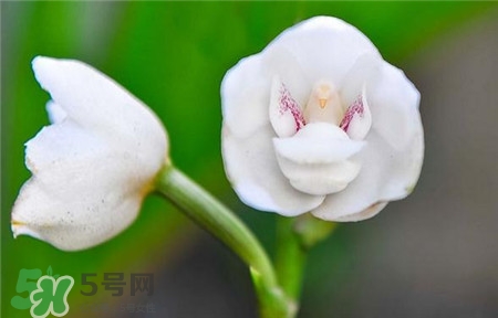 蘭花品種？蘭花有多少品種？