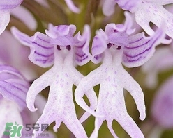 蘭花品種？蘭花有多少品種？