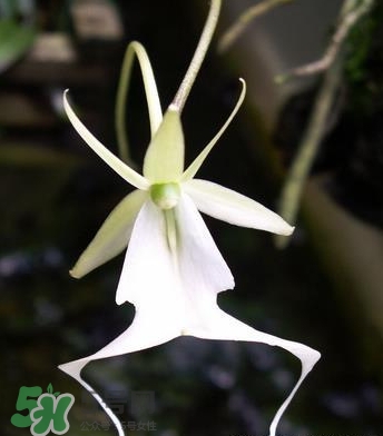 蘭花品種？蘭花有多少品種？