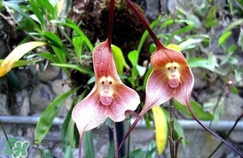 蘭花品種？蘭花有多少品種？