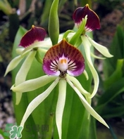 蘭花品種？蘭花有多少品種？