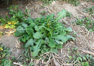 春天吃什么野菜好？春天吃什么野菜降血壓？