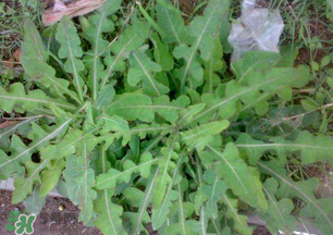 春天吃什么野菜好？春天吃什么野菜降血壓？