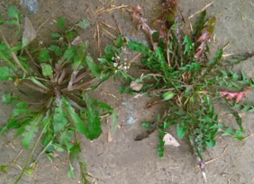 野生薺菜幾月份有？野生薺菜什么時候有？