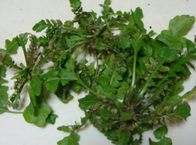 野生薺菜幾月份有？野生薺菜什么時候有？