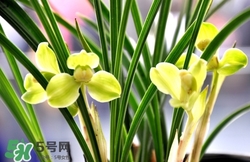 蘭花怎么養(yǎng)？蘭花怎么種？