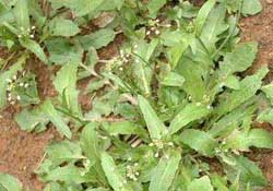 野生薺菜幾月份有？野生薺菜什么時(shí)候有？