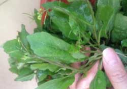 春天吃什么野菜好？春天吃什么野菜降血壓？