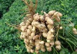 春天能種花生嗎？春天什么時(shí)候種花生？