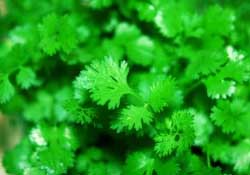 春天能種香菜嗎？香菜幾月份播種？