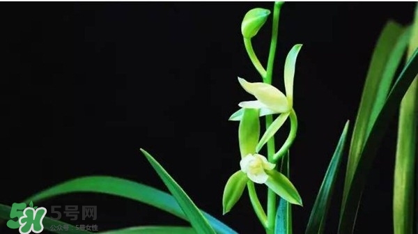 蘭花怎么養(yǎng)？蘭花怎么種？