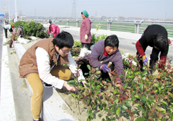 植樹節(jié)可以種什么植物？植樹節(jié)種什么植物好？
