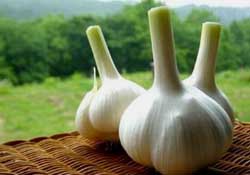 大蒜爛了一點(diǎn)還能吃嗎？大蒜爛根是怎么回事？