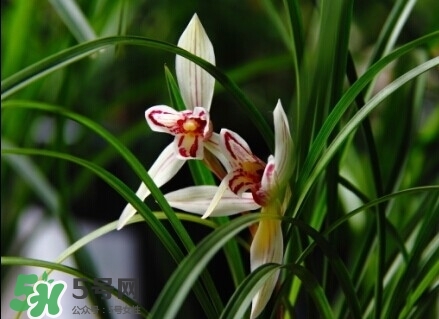 蘭花怎么養(yǎng)？蘭花怎么種？