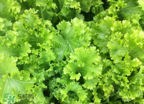 春天能種生菜嗎？生菜春天可以種嗎？