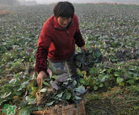 春天能種油菜嗎？油菜春天什么時候種植？