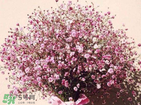 春天能種滿天星嗎？什么時(shí)候最適合種植滿天星？
