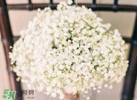 春天能種滿天星嗎？什么時(shí)候最適合種植滿天星？