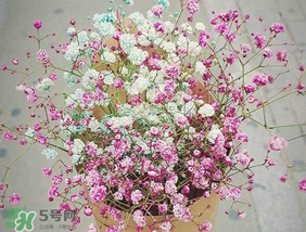 春天能種滿天星嗎？什么時(shí)候最適合種植滿天星？