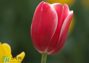 春天可以種郁金香嗎？郁金香可以春天種嗎？