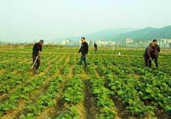 春天能種油菜嗎？油菜春天什么時候種植？