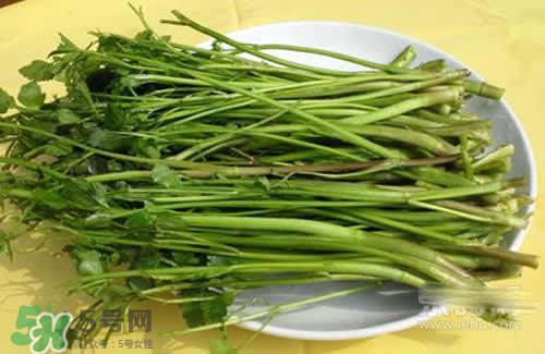 吃野芹菜會中毒嗎？吃野芹菜中毒了怎么辦？