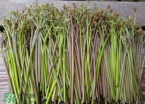 蕨菜是什么菜？蕨菜是什么？