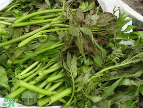 蕨菜是什么菜？蕨菜是什么？