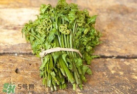 蕨菜可以冷凍嗎？蕨菜可以放冰箱嗎？
