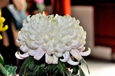 清明節(jié)掃墓買什么顏色菊花？清明節(jié)上墳用什么顏色菊花？