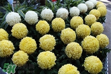 清明節(jié)掃墓買什么顏色菊花？清明節(jié)上墳用什么顏色菊花？