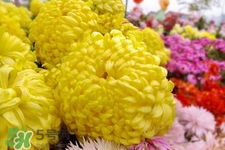清明節(jié)掃墓為什么用菊花？清明節(jié)上墳為什么要送菊花？