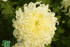 清明節(jié)掃墓為什么用菊花？清明節(jié)上墳為什么要送菊花？