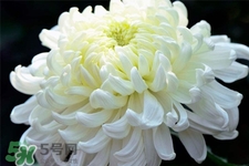 清明節(jié)掃墓為什么用菊花？清明節(jié)上墳為什么要送菊花？