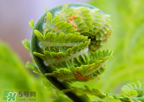 蕨菜怎么處理？新鮮蕨菜怎么處理？