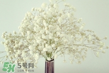清明節(jié)上墳可以帶滿天星嗎？清明節(jié)掃墓能用滿天星嗎？