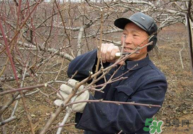 春天桃樹能剪枝嗎？桃樹春季什么時間剪枝？