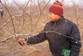 春天桃樹能剪枝嗎？桃樹春季什么時間剪枝？