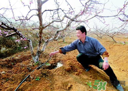 桃樹春天什么時候澆水？桃樹什么時候澆水？