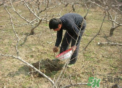 桃樹春天什么時候澆水？桃樹什么時候澆水？