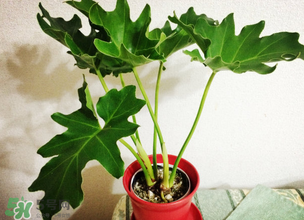 春天種什么植物？春天適合種什么植物？