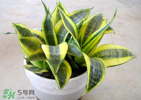 春天種什么植物？春天適合種什么植物？
